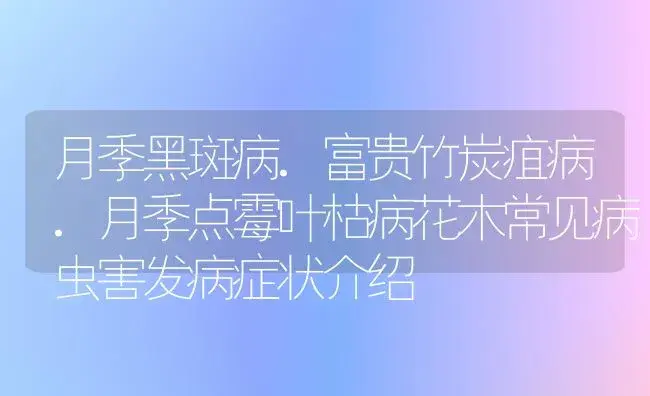 月季黑斑病.富贵竹炭疽病.月季点霉叶枯病花木常见病虫害发病症状介绍 | 植物病虫害