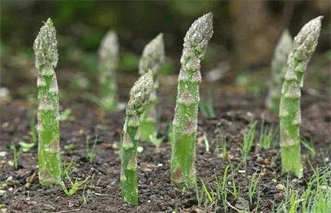 芦笋春天管理要点