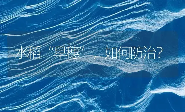 水稻“早穗”，如何防治？ | 植物病虫害