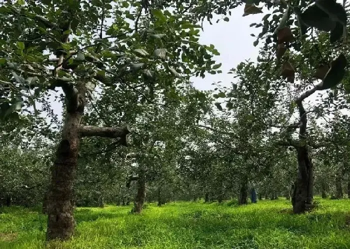 夏天高温多雨，谨防果树疫腐病！