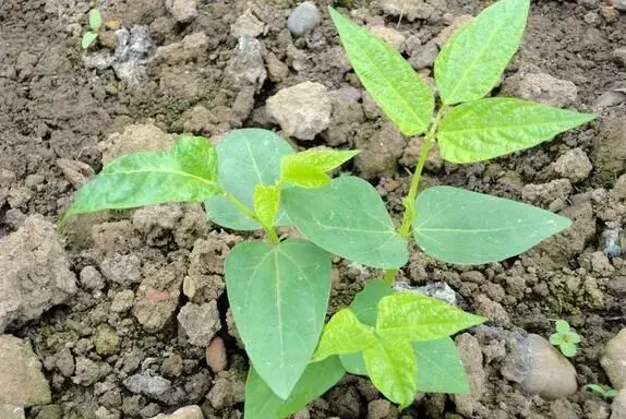 豇豆什么时候栽培最好，订植时需要小心什么？