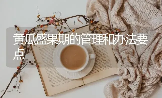 黄瓜盛果期的管理和办法要点 | 蔬菜种植