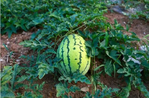 夏天西瓜的种植技术要点介绍