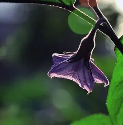 有机茄子夏秋季栽培技术要点