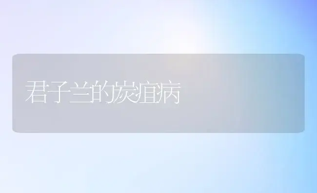 君子兰的炭疽病 | 植物病虫害