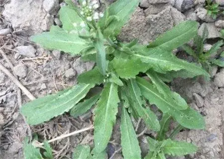 田间野菜荠菜怎么做好吃？不能和什么一起吃？有什么好处？