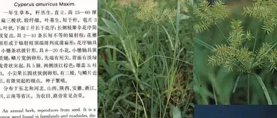 莎草科杂草