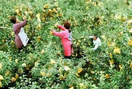 苹果怎么套袋？苹果套袋堤防七点