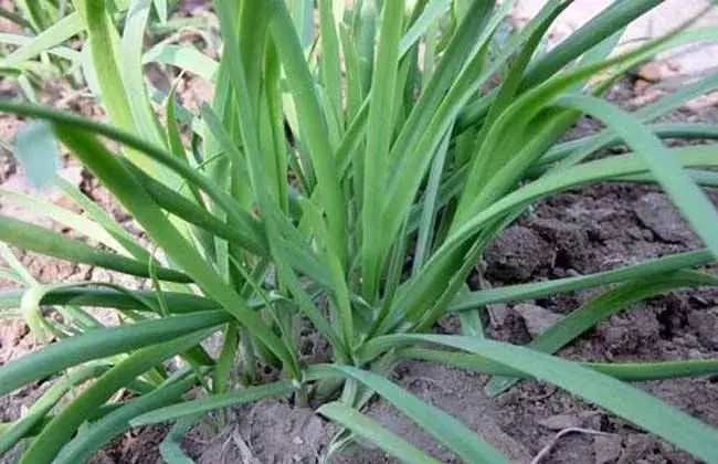 怎样提升韭菜种子发芽率