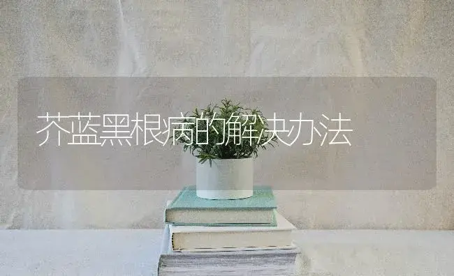 芥蓝黑根病的解决办法 | 蔬菜种植