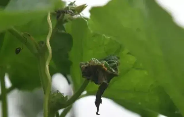 蔬菜重要病害防治和治疗技术