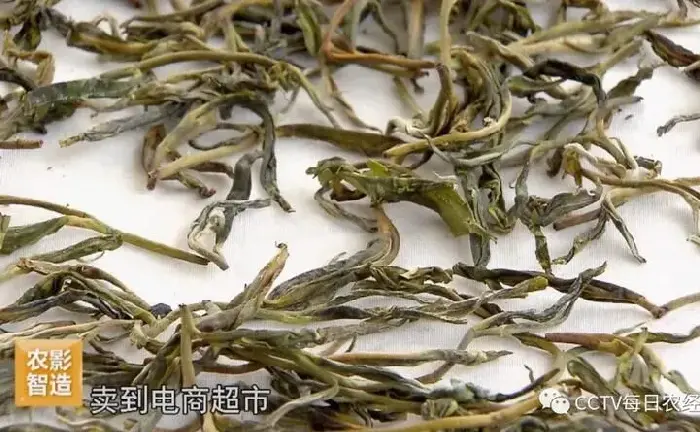 [每日农经]镇康 古树茶遇见新商机