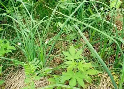 野蒜最佳种植时间和方法介绍！