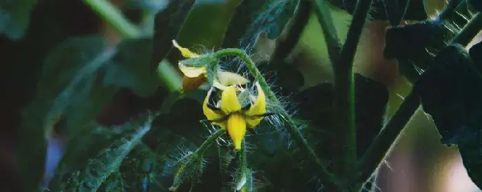 西红柿开花了可以施肥吗