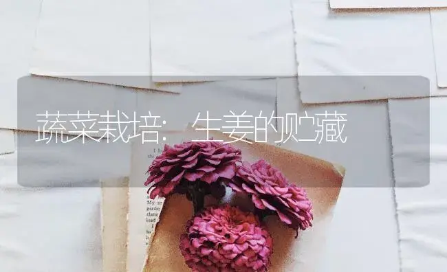 蔬菜栽培:生姜的贮藏 | 蔬菜种植