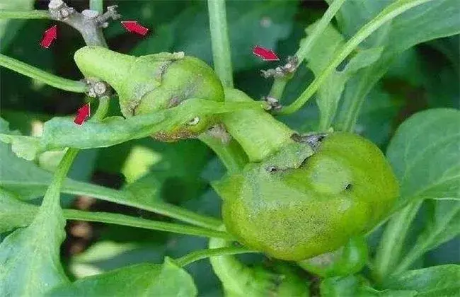 辣椒落花落果的 因素及防治和治疗措施