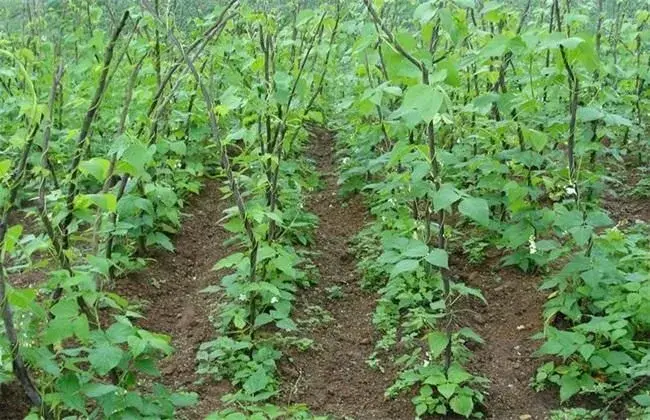 芸豆的病虫害防治和治疗办法