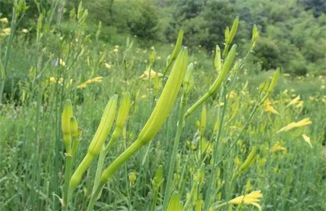 黄花菜高产的施肥办法