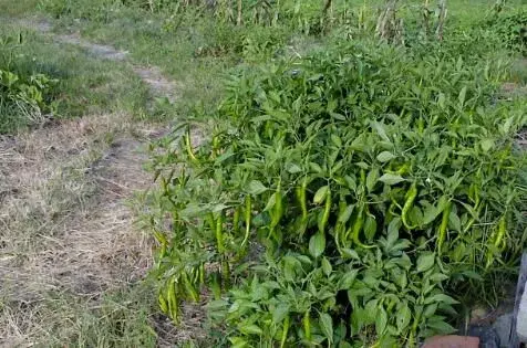 茄科植物辣椒种子催芽方法有哪些？怎样浸泡辣椒种子？几天能发芽？