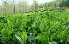 高品质茶叶种植要点