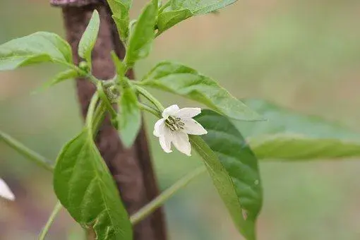 茄科植物辣椒苗什么时候移栽好？怎么移栽？多久后开花结果？