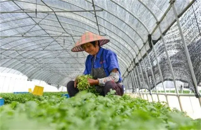 棚室香菜栽培技术