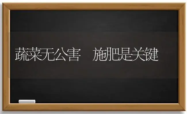 蔬菜无公害 施肥是关键 | 植物肥料