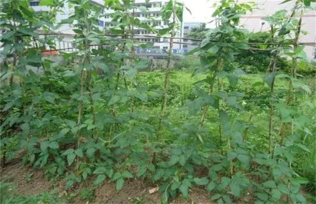 豆角不开花 因素及解决办法