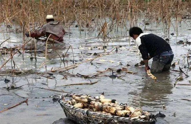 莲藕栽培技术