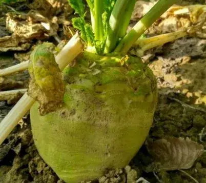 芥菜种植时间和方法，2018年芥菜种植前景如何？