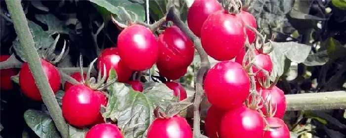 樱桃番茄种植技术