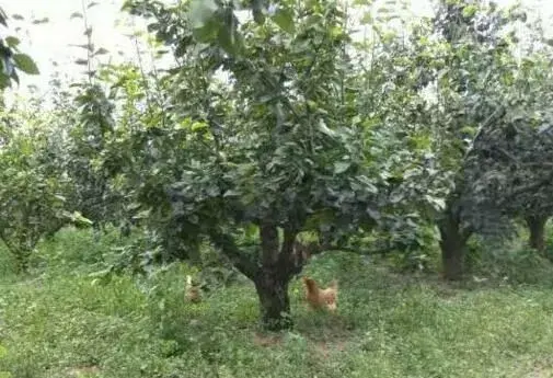 生态水果种植模式有哪些