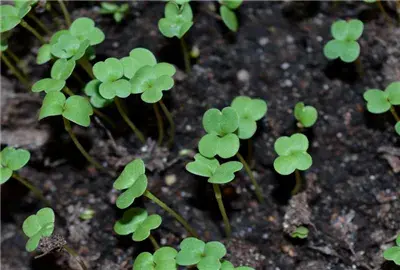 白萝卜几月能种?怎么种植产量高?我国哪些地方可以种植白萝卜?