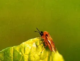 如何防治油菜菜叶蜂