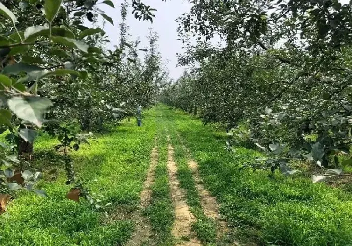 夏天高温多雨，谨防果树疫腐病！