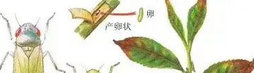 茶小绿叶蝉发生与防治预报