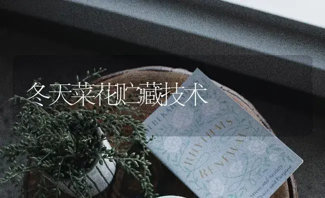 冬天菜花贮藏技术 | 蔬菜种植