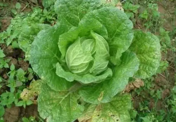 秋大白菜结球期的管理技术要点