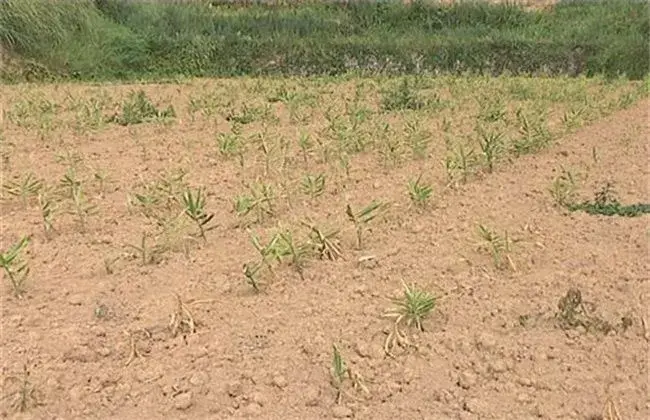 生姜死苗 因素及预防对策