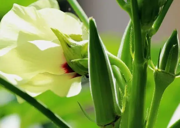 秋葵种植前景怎样？现在种植赚钱吗？