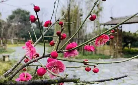 梅花的栽培及管理技术