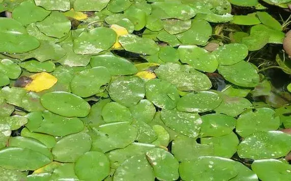 莼菜高产种植技术