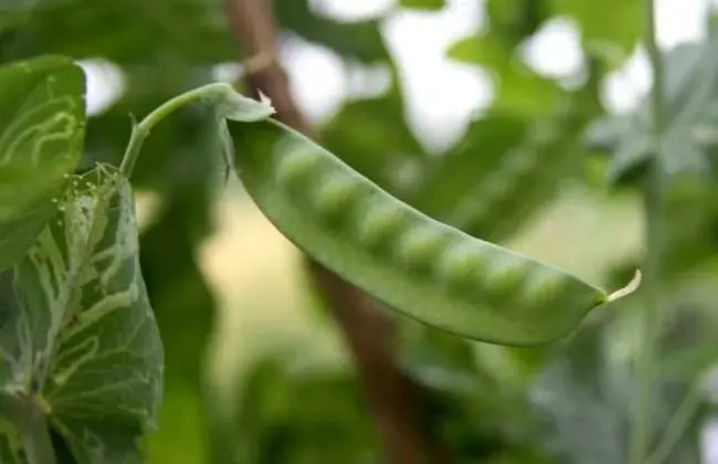 豌豆高产栽培技术