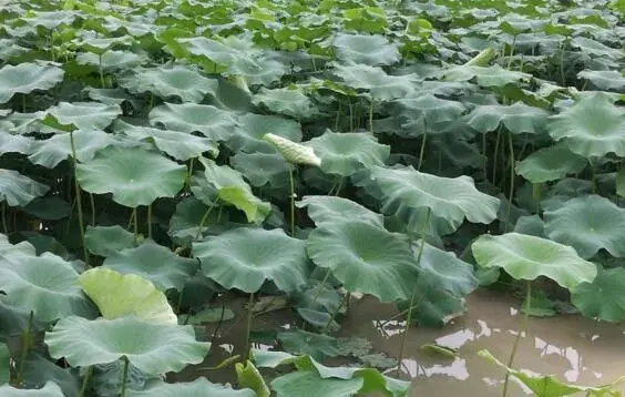 藕田里有青苔怎么清除,用什么药好？