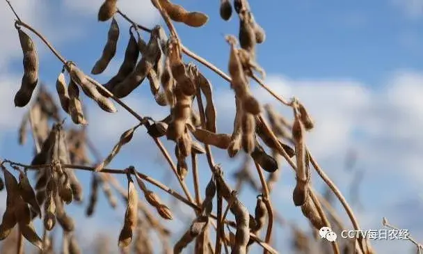 [每日农经]黑河大豆有啥与众差别