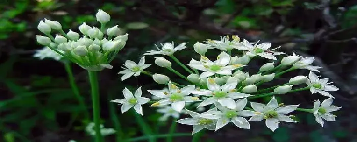 韭菜花可以生吃吗