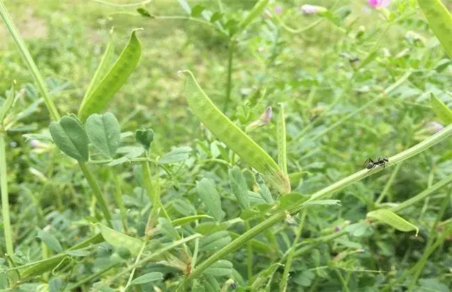 豌豆结荚期的管理