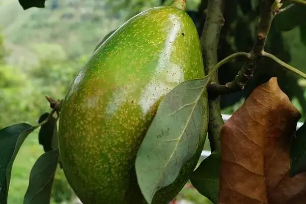 牛油果、油瓜、生菜籽、辣菜籽、油菜花能榨油吗？怎么榨？