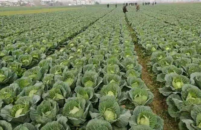 甘蓝新品系绿绮罗配套种植技术