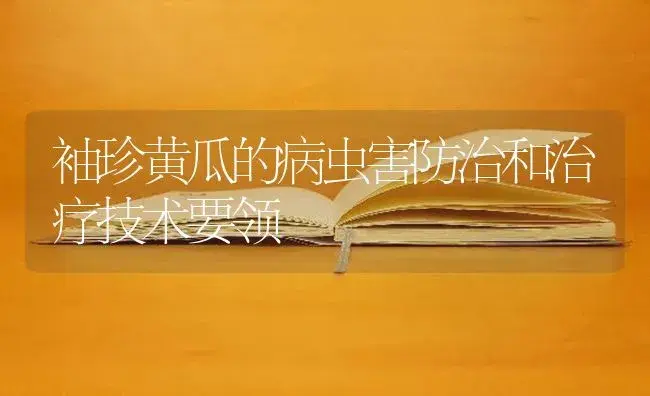 冬天阳台上如何种植菠菜？ | 蔬菜种植